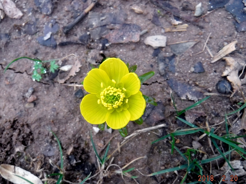 Winter Aconite