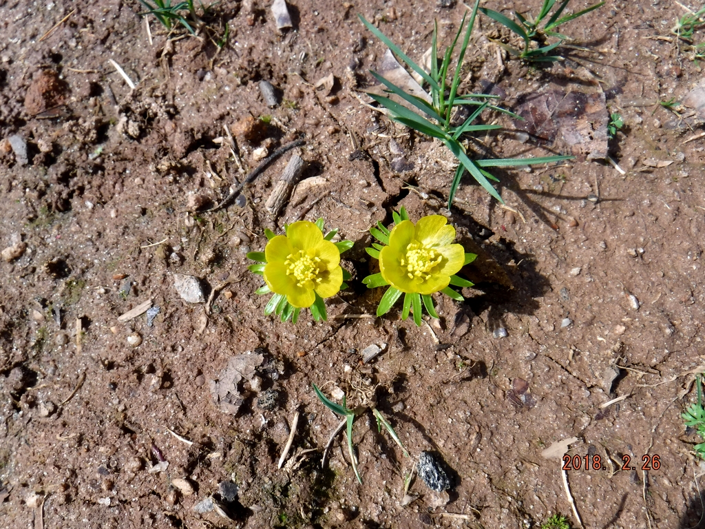 Winter Aconite