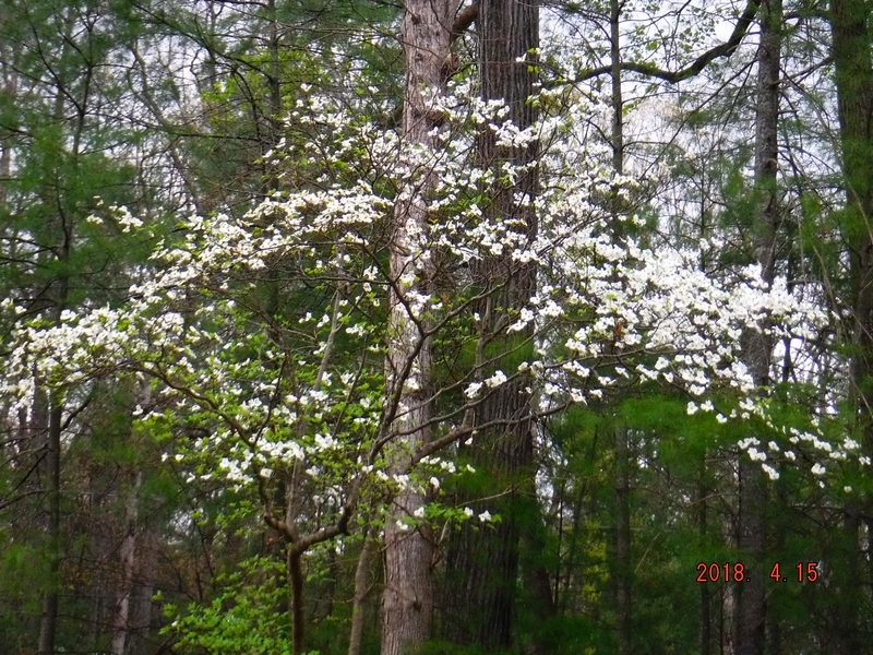 Dogwood Tree