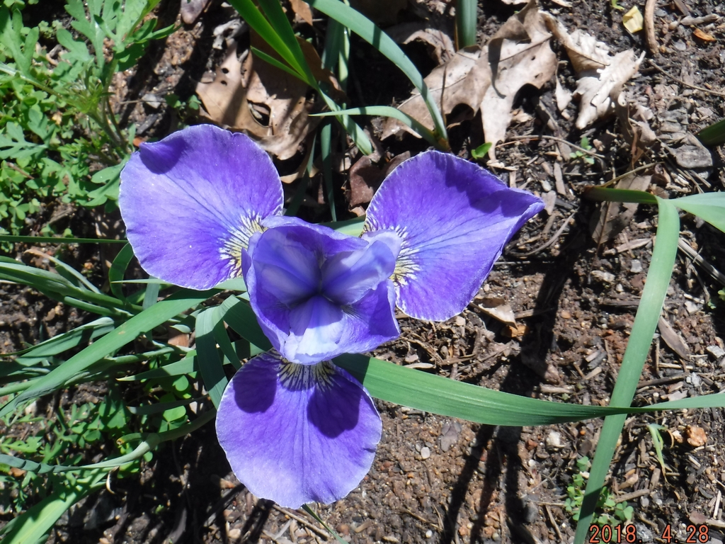 Dwarf Iris