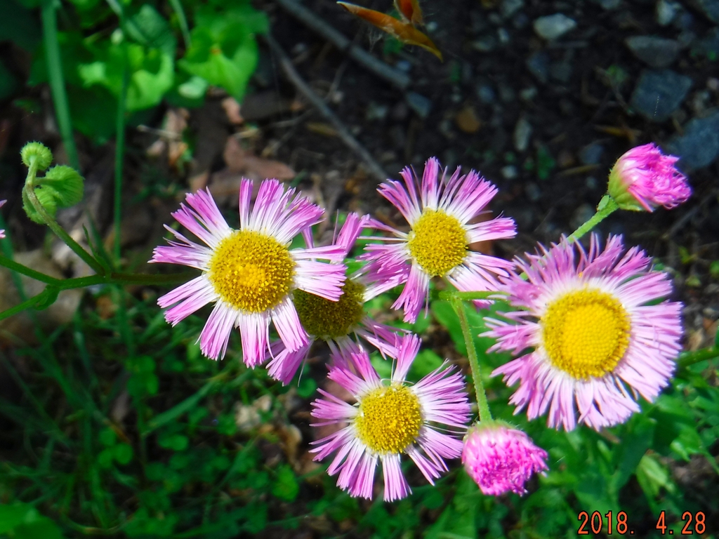 Pink Fleabane