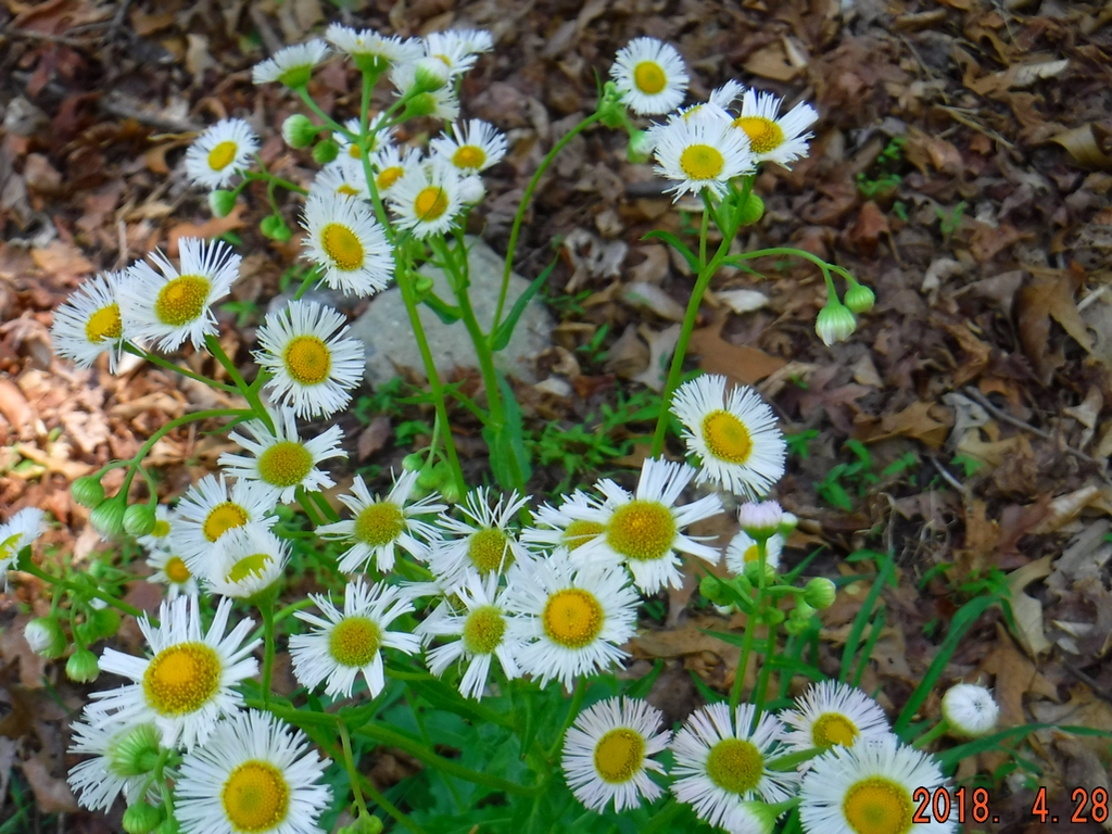 White Fleabane