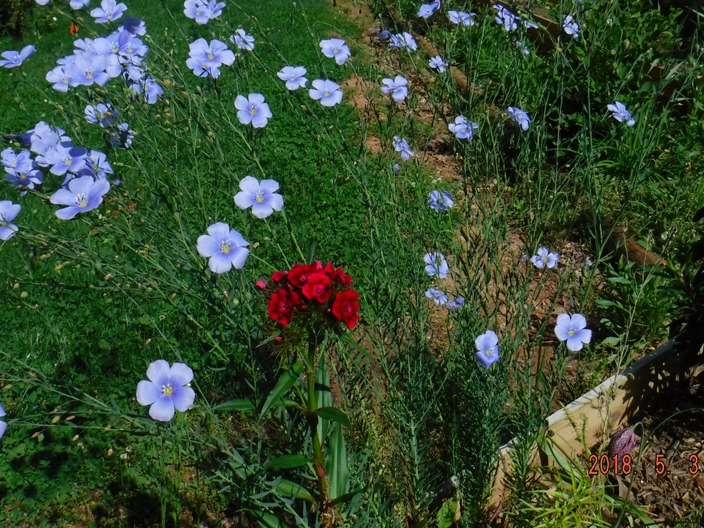 Sweet William & Blue Flax