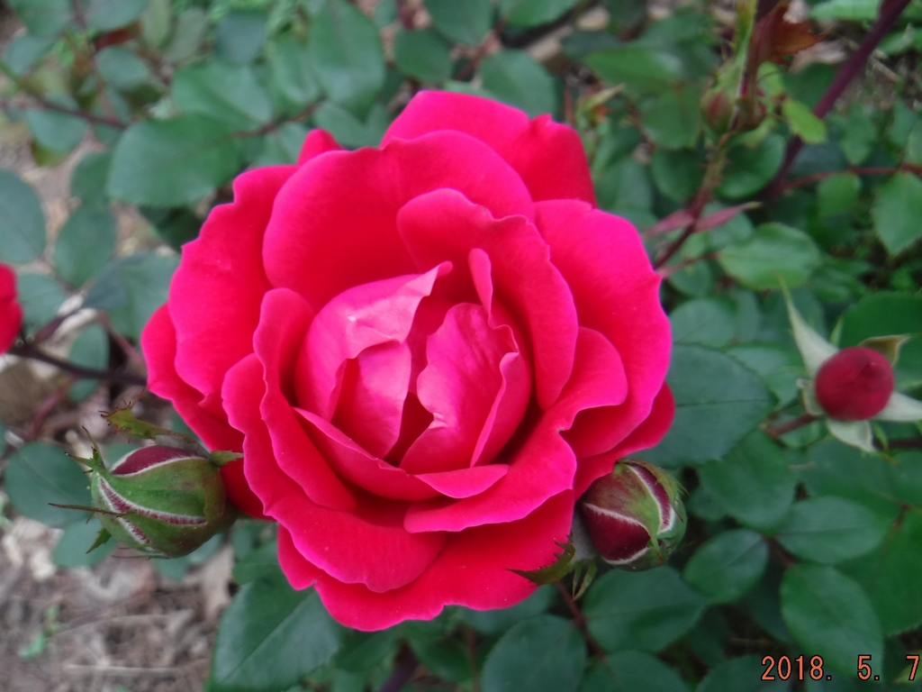 Double Knockout Rose