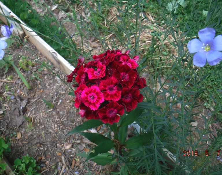 Sweet William