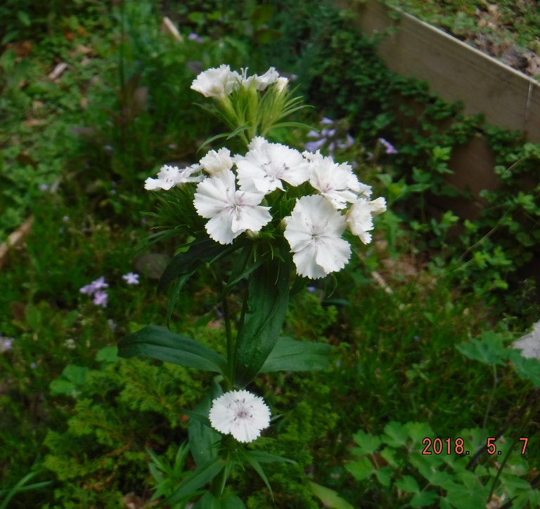 Sweet William