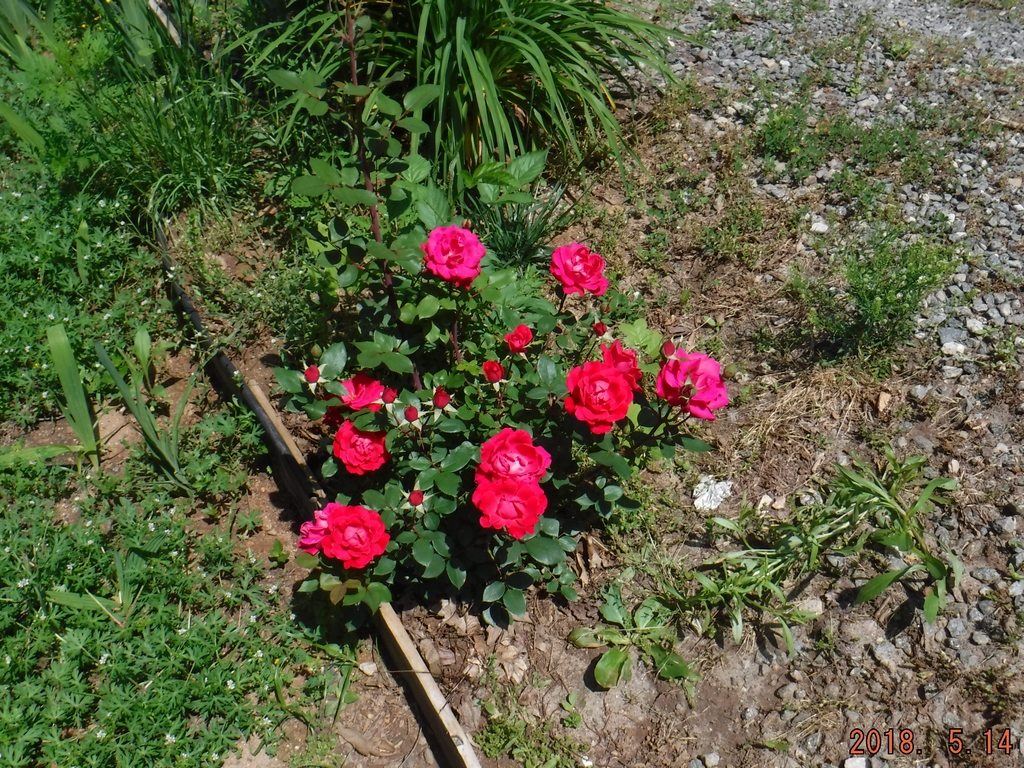 Double Knockout Rose Bush
