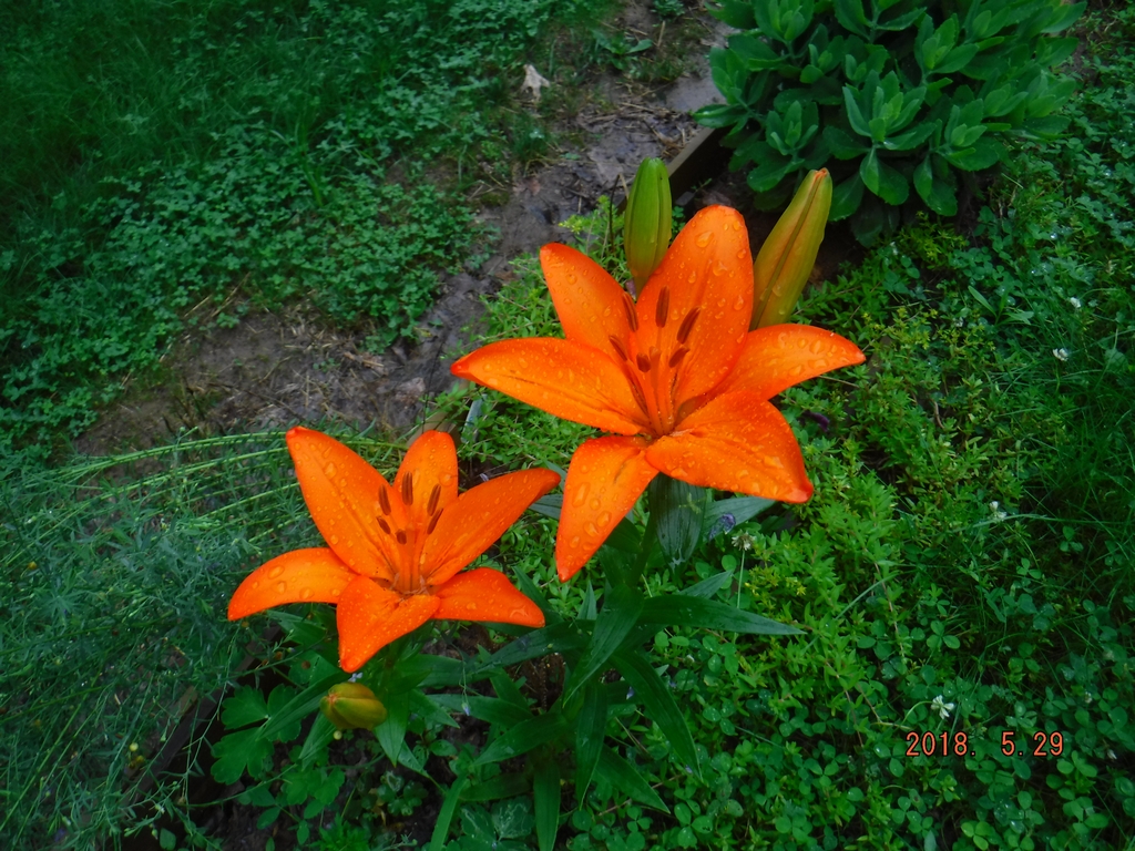 Lilies