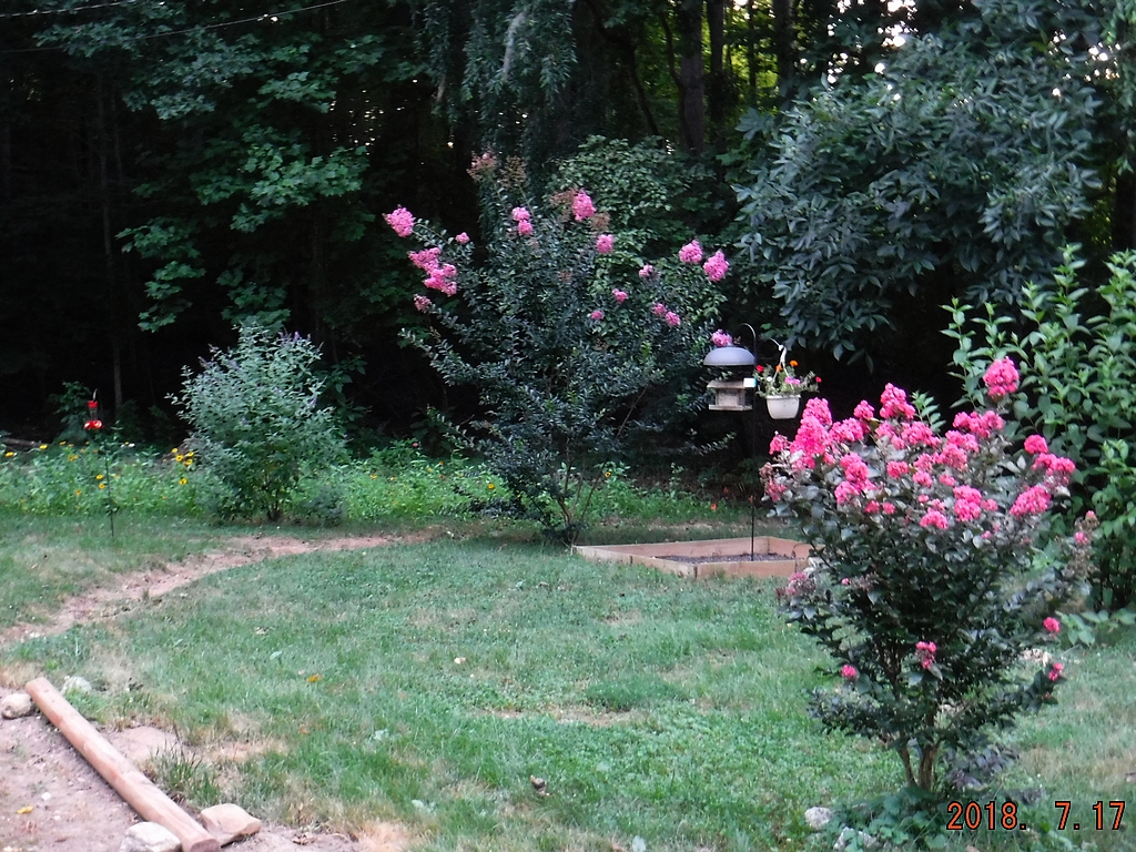 Crepe Myrtle Trees