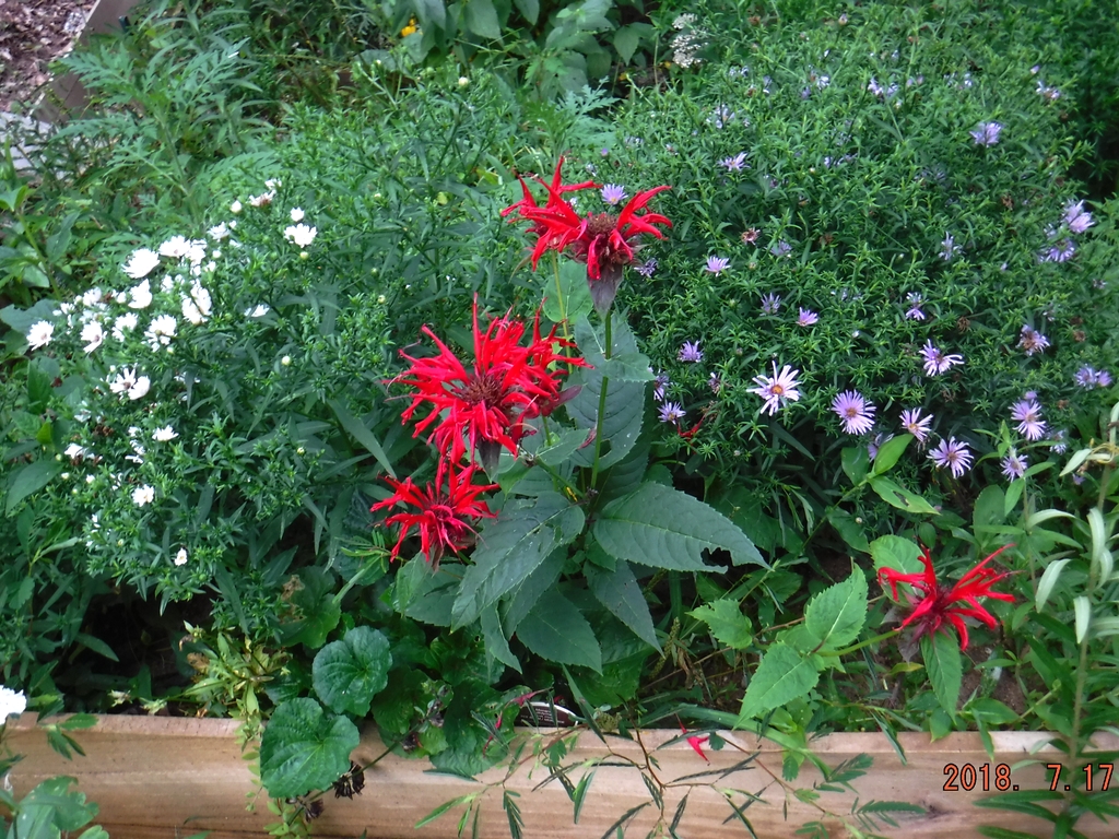 Red Bee Balm