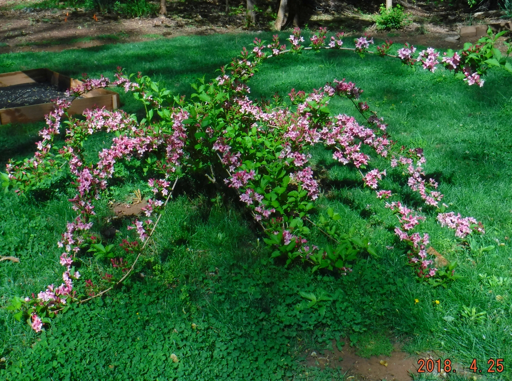 Weigela Bush