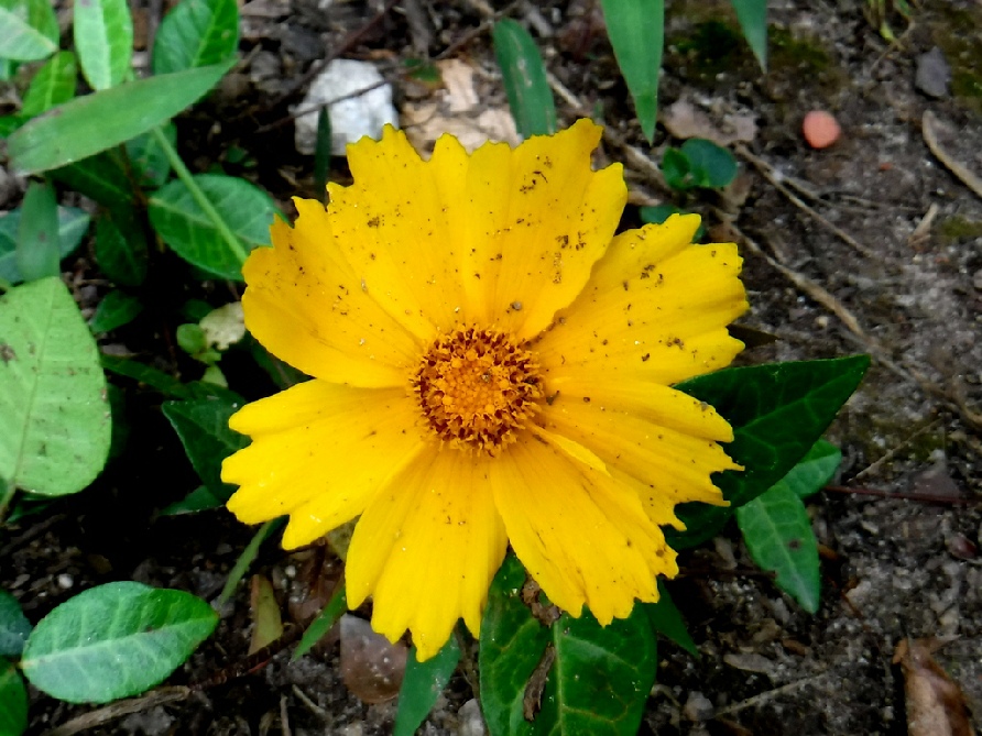 Yellow Blanket Flower