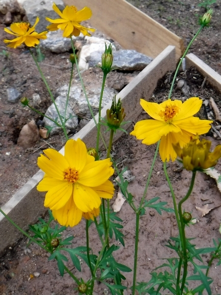 Yellow Cosmos