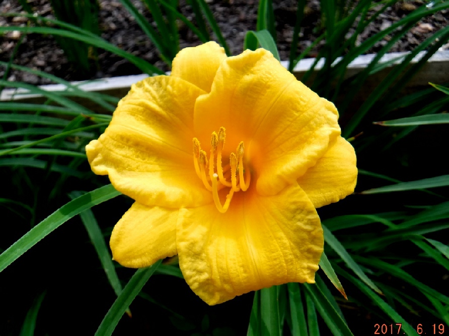 Stella D'Oro Daylily