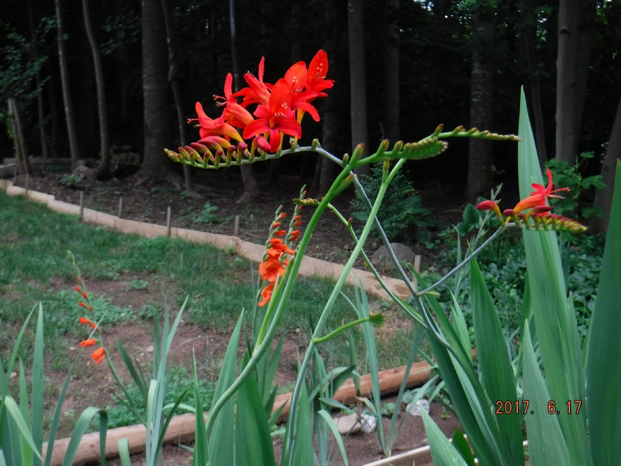 Red Crocosmia